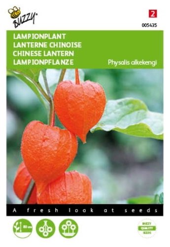 Buzzy® Physalis, Lampionplant - afbeelding 1