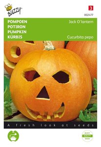 Buzzy® Pompoenen Jack O'Lantern (Cucub.Pepo) - afbeelding 1