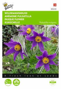 Buzzy® Pulsatilla, Wildemanskruid - afbeelding 1