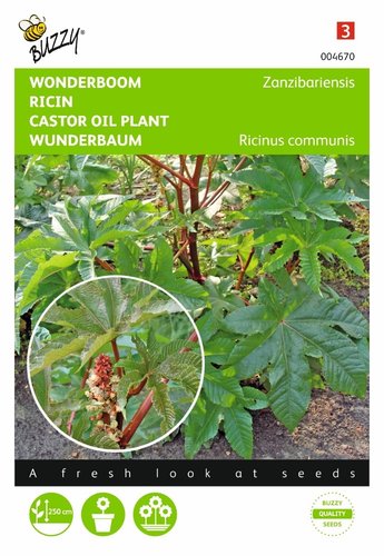 Buzzy® Ricinus, Wonderboom gemengd - afbeelding 1