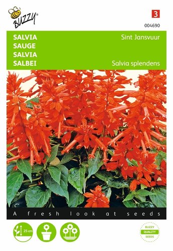 Buzzy® Salvia, Vuursalie Sint Jansvuur - afbeelding 1