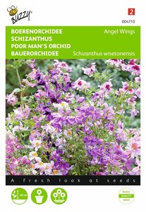 Buzzy® Schizanthus, Boerenorchidee Angel Wings - afbeelding 1