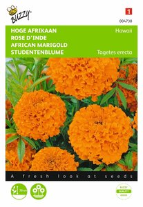 Buzzy® Tagetes, hoge Afrikaan Hawaii oranje - afbeelding 1