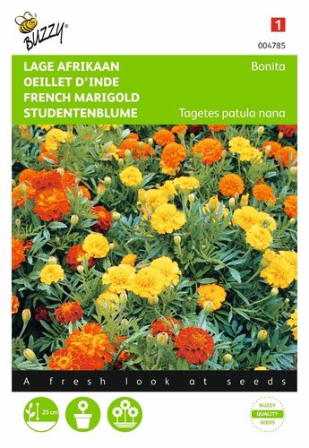 Buzzy® Tagetes, lage Afrikaan Bonita - afbeelding 1