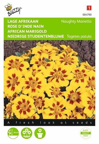 Buzzy® Tagetes, lage Afrikaan Naughty Marietta - afbeelding 1