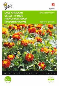 Buzzy® Tagetes, lage Afrikaan Petite Harmony - afbeelding 1