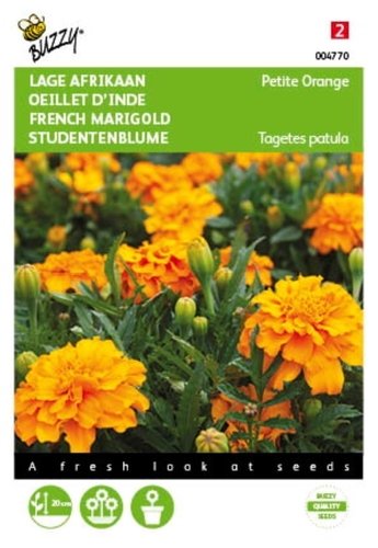 Buzzy® Tagetes, lage Afrikaan Petite Orange - afbeelding 1