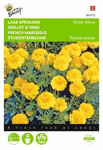 Buzzy® Tagetes, lage Afrikaan Petite Yellow - afbeelding 1