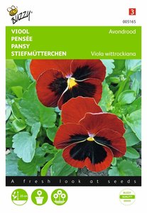 Buzzy® Viola, Viool Avondrood - afbeelding 1