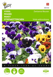 Buzzy® Viola, Viool Zwitserse Reuzen gemengd - afbeelding 1