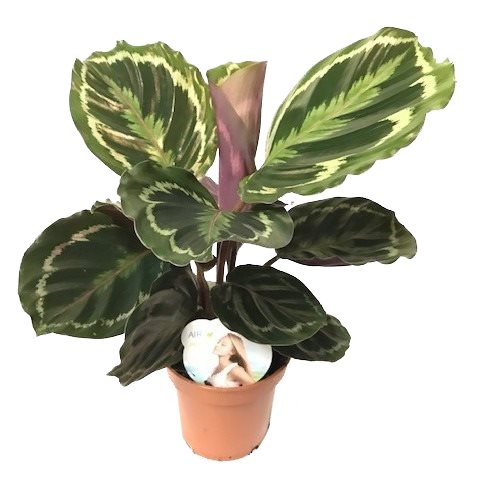 Calathea 'Medallion', in 14cm-pot