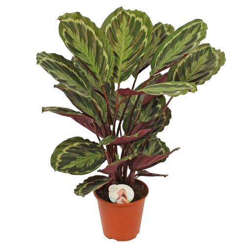 Calathea 'Medallion', in 19cm-pot