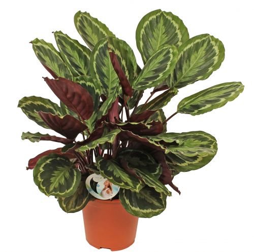 Calathea 'Medallion', in 24cm-pot