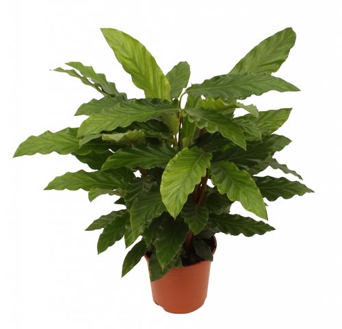 Calathea 'Miroscha', in 14cm-pot