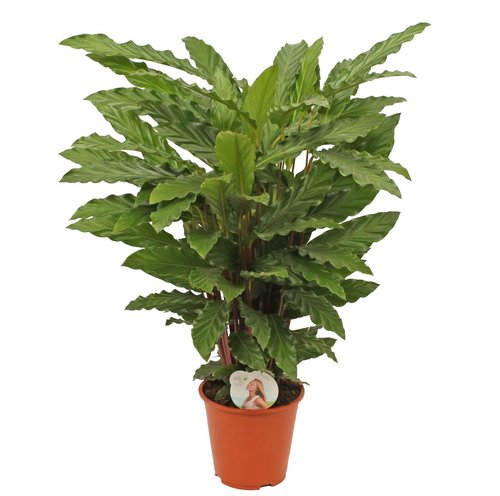 Calathea 'Miroscha', in 19cm-pot