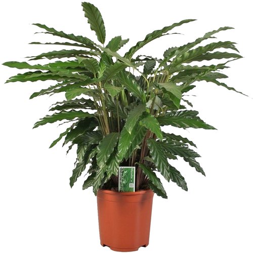 Calathea 'Miroscha', in 24cm-pot