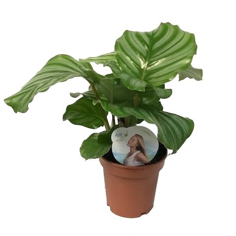 Calathea 'Orbifolia', in 14cm-pot