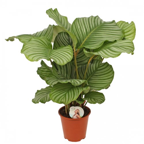 Calathea 'Orbifolia', in 19cm-pot