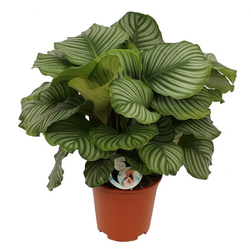 Calathea 'Orbifolia', in 24cm-pot