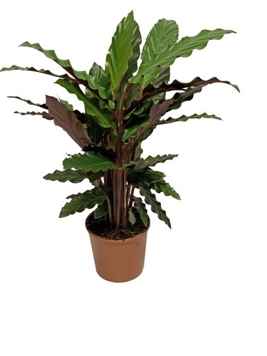 Calathea 'Rufibarba', in 14cm-pot