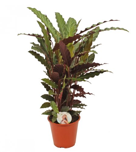 Calathea 'Rufibarba', in 19cm-pot