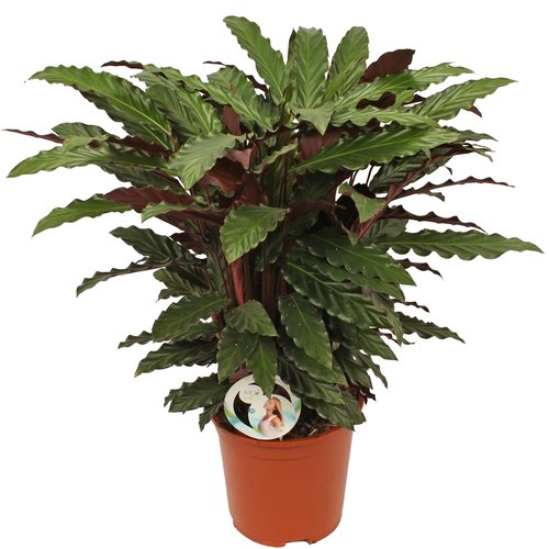 Calathea 'Rufibarba', in 24cm-pot