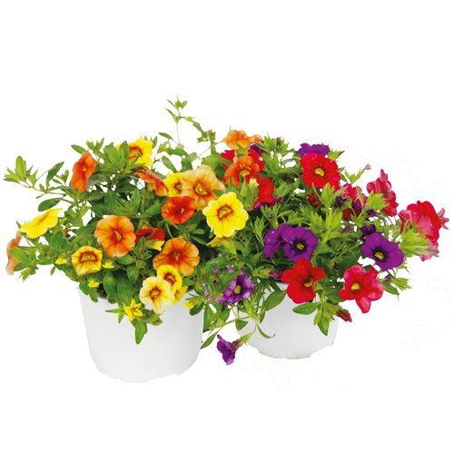 Calibrachoa Carnaval