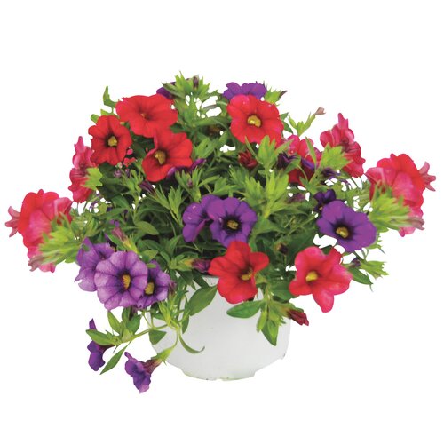 Calibrachoa Carnaval