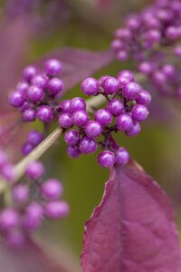 Callicarpa 'Profusion', in 17cm-pot - afbeelding 3