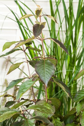 Callicarpa 'Profusion', in 17cm-pot - afbeelding 6
