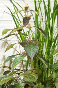 Callicarpa 'Profusion', in 17cm-pot - afbeelding 6