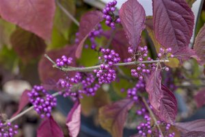 Callicarpa 'Profusion', in 17cm-pot - afbeelding 2