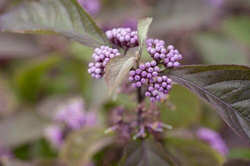 Callicarpa 'Profusion', in 17cm-pot - afbeelding 4
