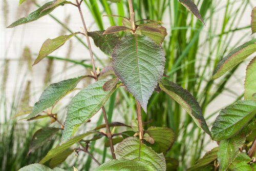 Callicarpa 'Profusion', in 17cm-pot - afbeelding 5