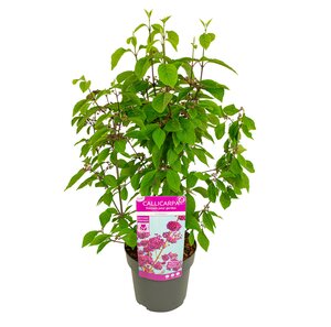 Callicarpa 'Profusion', in 17cm-pot - afbeelding 1