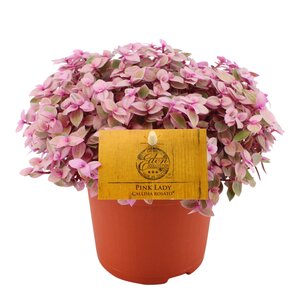 Callisia Rosato Pink Lady, in 10.5cm-pot - afbeelding 2