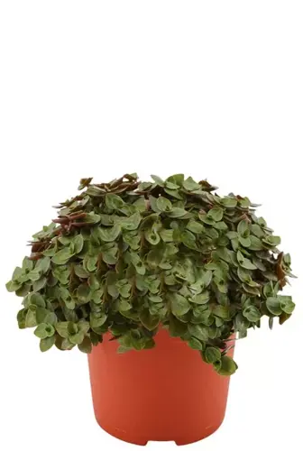 Callisia Turtle, in 10.5cm-pot