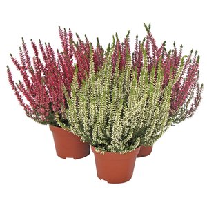 Calluna 'Garden Girls', in 11cm-pot