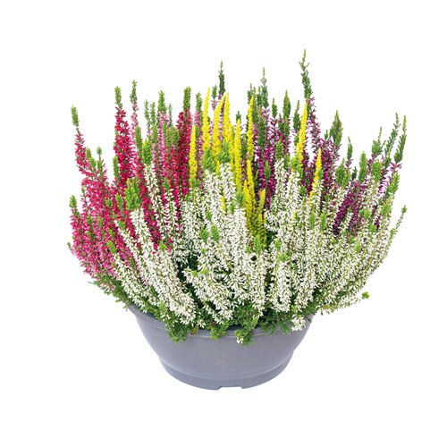 Calluna 'High Five', in 27cm-schaal