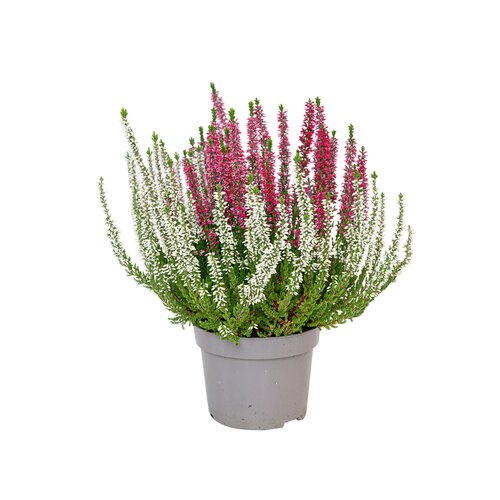 Calluna 'Twin Girls', in 12cm-pot