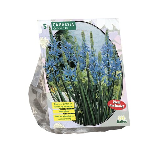 Camassia Cusickii per 5 - afbeelding 1