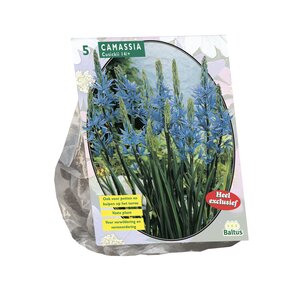 Camassia Cusickii per 5 - afbeelding 1