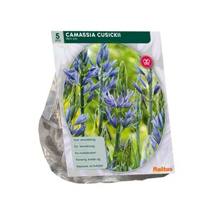 Camassia Cusickii per 5 - afbeelding 2