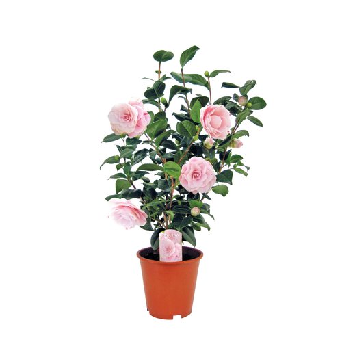 Camelia, 19cm-pot