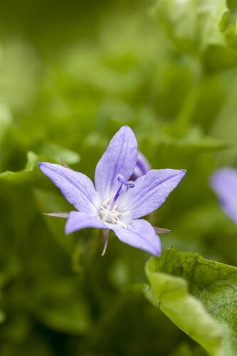 Campanula Addenda, in 10,5cm-pot - afbeelding 2