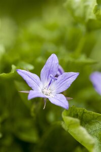 Campanula Addenda, in 10,5cm-pot - afbeelding 2