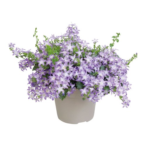 Campanula Addenda, in 12cm-pot