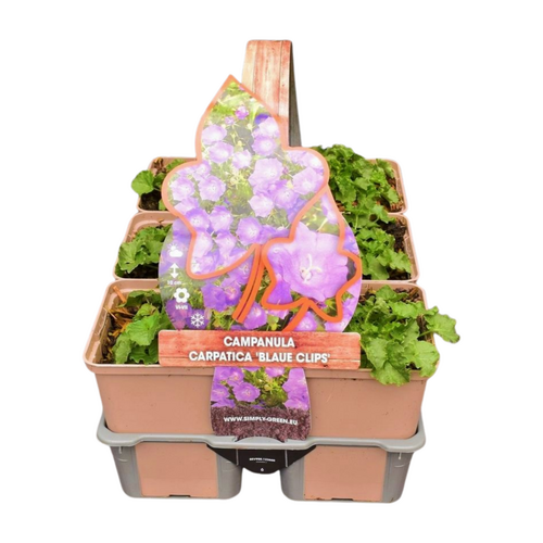 Campanula carp. 'Blaue Clips' in sixpack - afbeelding 1