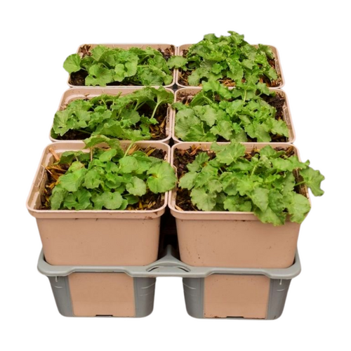 Campanula carp. 'Blaue Clips' in sixpack - afbeelding 2