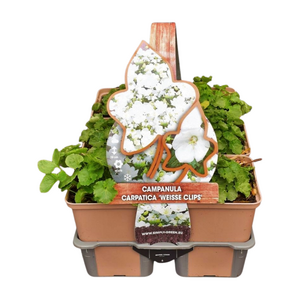 Campanula carp. 'White Clips' in sixpack
